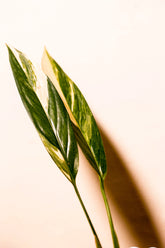 Epipremnum amplissimum variegata